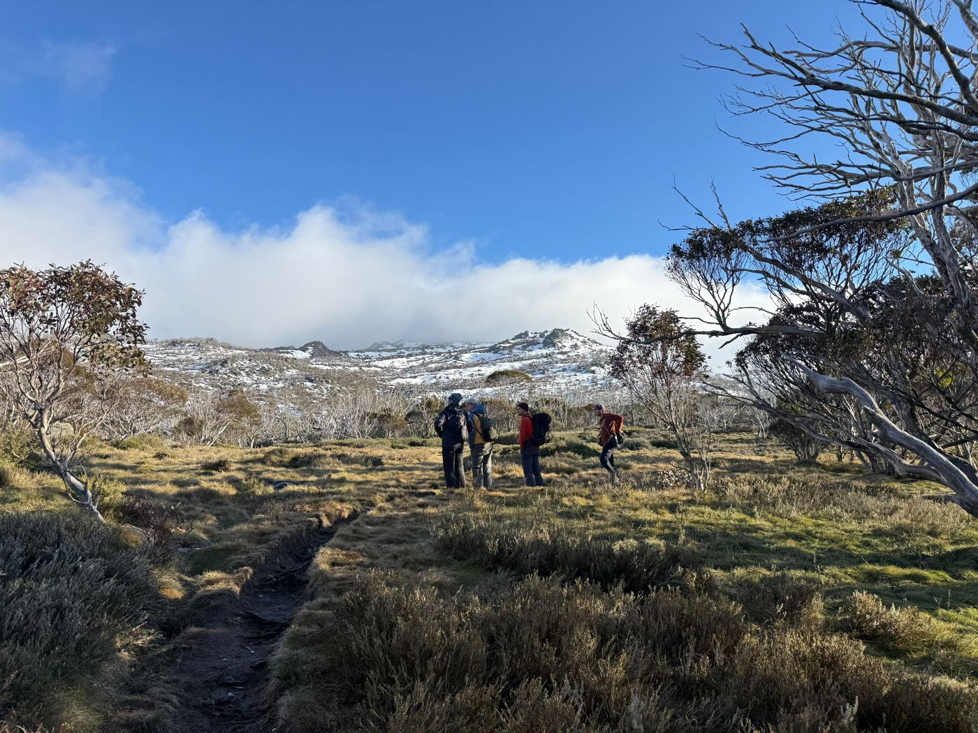 Hikers on a track through snow gums under blue sky