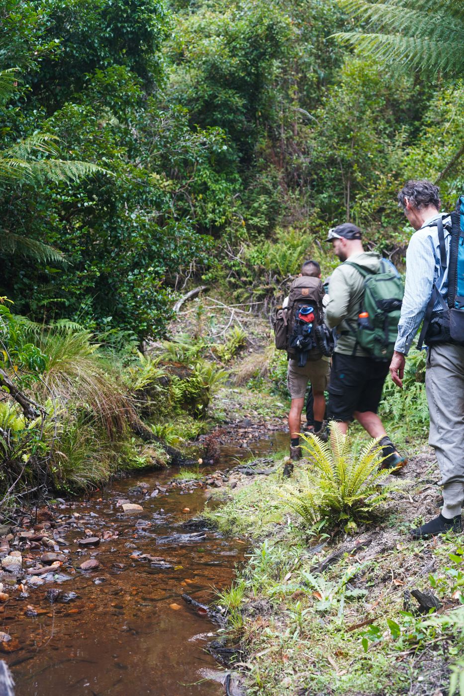 Three men with packs walking along a rainforest creek