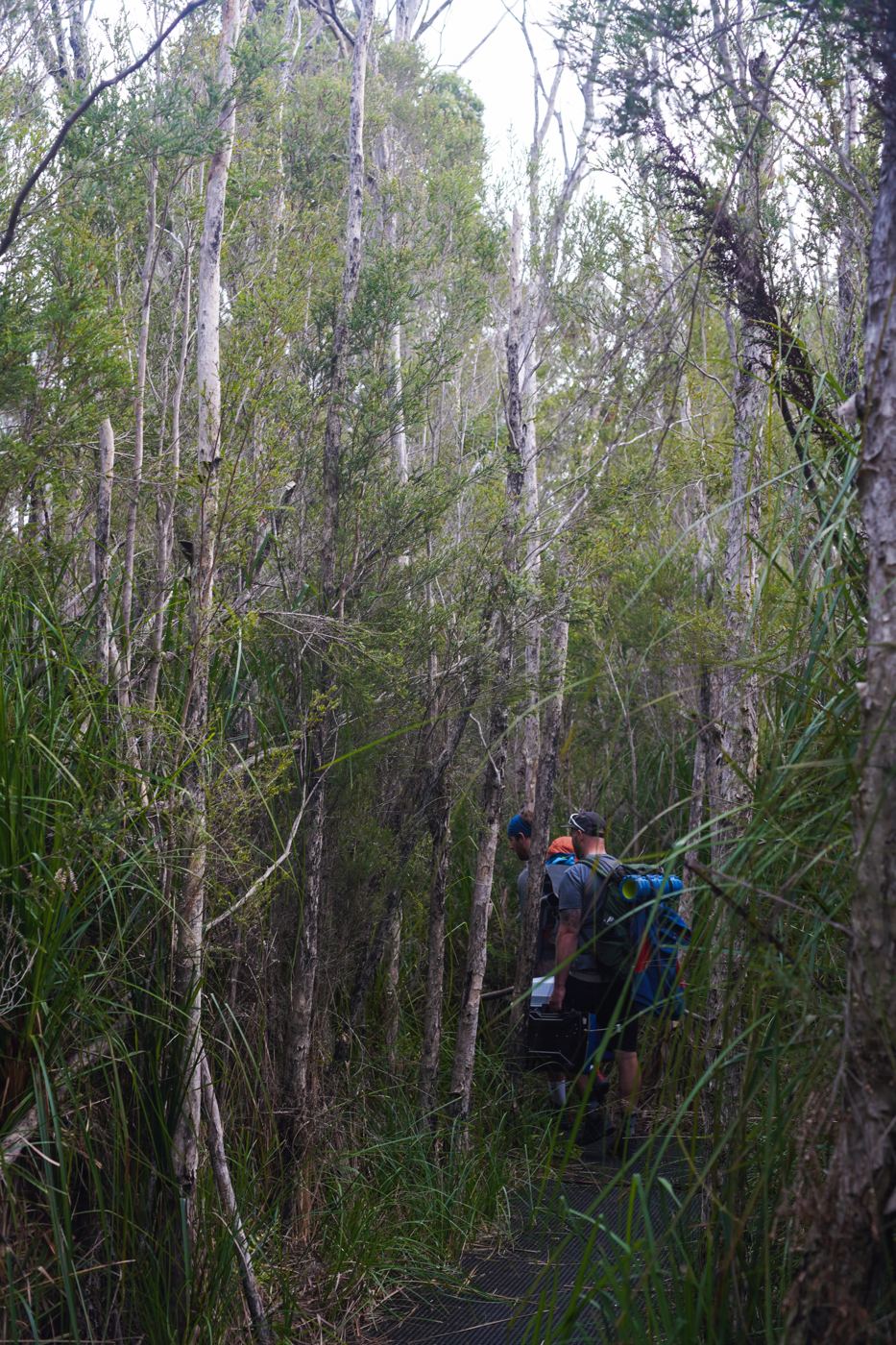 Two hikers deep in tall scrubby forest