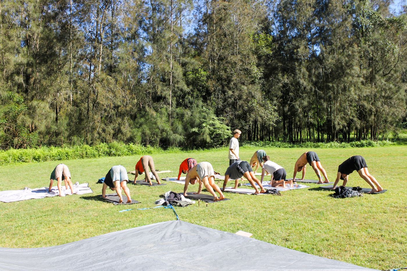 A group doing yoga on the grass in front of tall trees